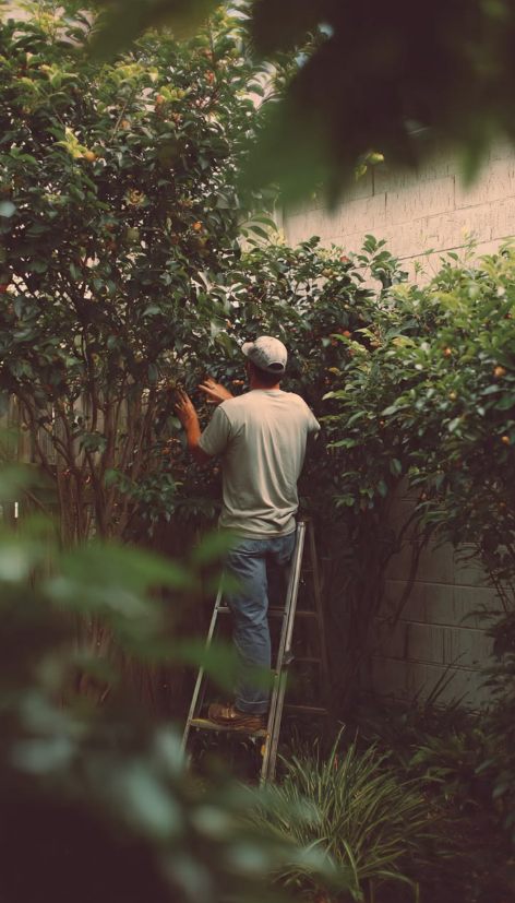 A person on a step ladder working in a fruit tree against a block wall.