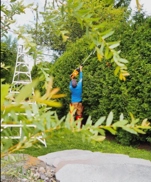 A crew member on a ladder shaping the top of a tall arborvitae hedge with a pole trimmer.