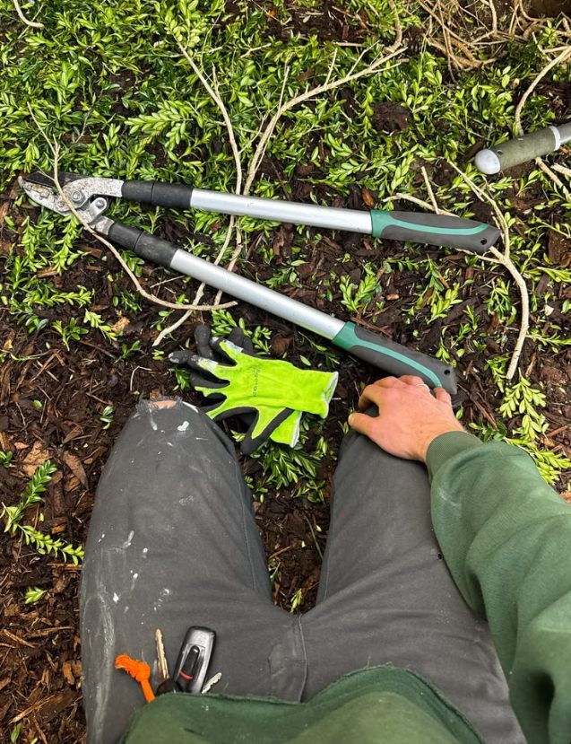 Loppers and work gloves resting on a bed of fresh boxwood clippings.